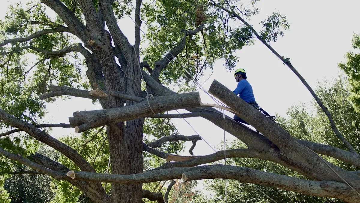 Professional Hazardous Tree Removal performed by certified arborists in Mount Solon